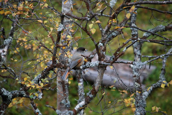endlich: unser Lieblingsvogel Lavskrika (Perisoreus infaustus) - Kuukkeli - Unglückshäher