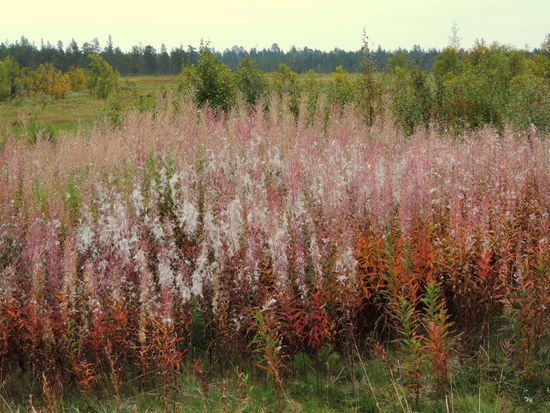 immer wieder ausgeblühte Buschwindröschen