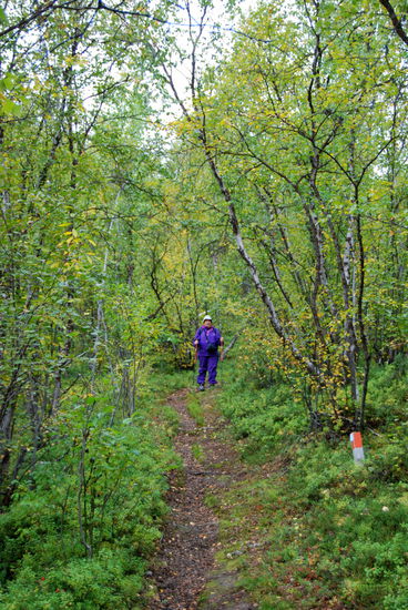langsam stieg der Weg an durch den lichten Birkenwald