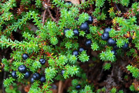 Kråkbär - Krähenbeere