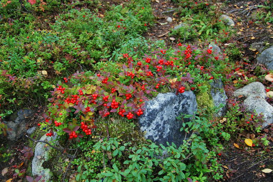 Hönsbär - Schwedischer Hartriegel