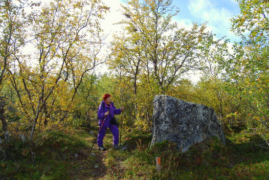 der Birkenwald wurde immer niedriger und lichter, und es gab viele Findlinge aus der Eiszeit