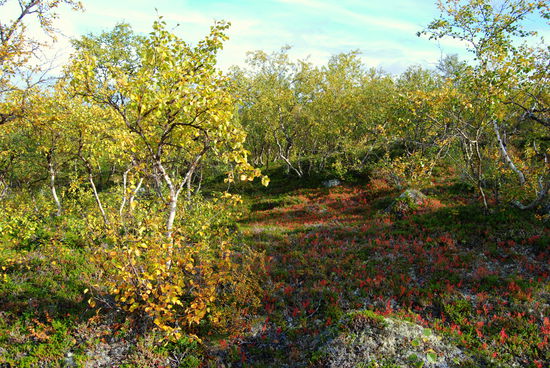 der Wald wurde immer bunter