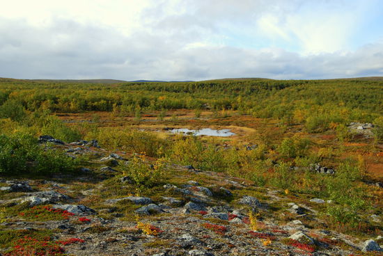 dann gab es nur noch Büsche