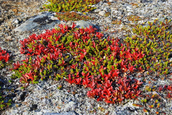 wie kleine Flammen leuchteten die Ripbär - Alpen-Bärentraube (Arctostaphylos alpinus)