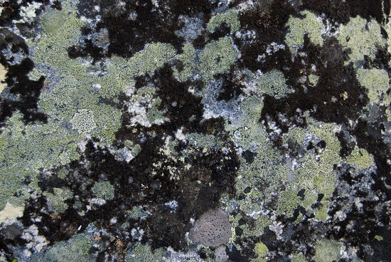 Flechten auf einem Stein, ein Zeichen für gute Luftqualität