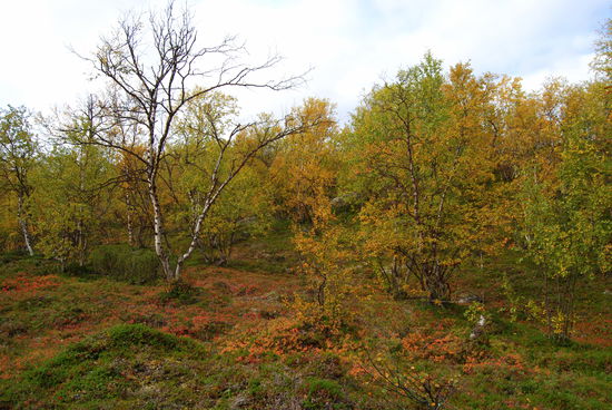 abwärts ging es wieder durch den bunten Wald