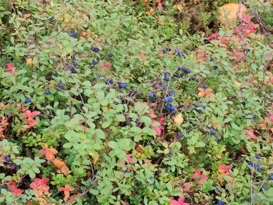 immer wieder was zu naschen neben dem Weg