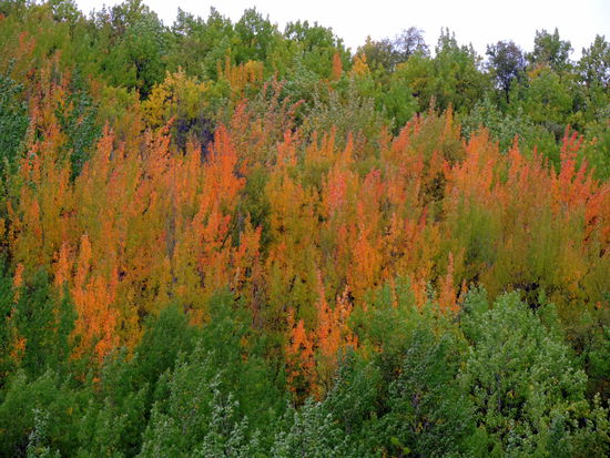 die Herbstfärbung - Ruska - schreitet fort