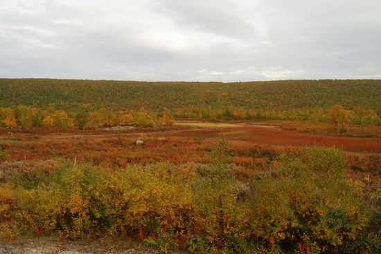Ruska in der Finnmark