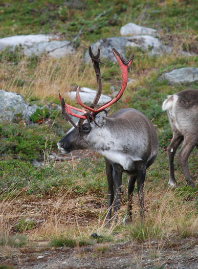 bei einigen Tieren löste sich gerade der Bast