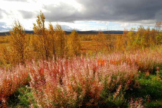 die Ruska war jetzt in vollem Gang