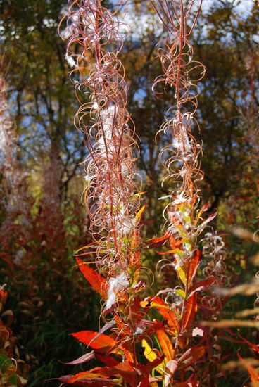 abgeblühte Buschwindröschen im Sonnenlicht