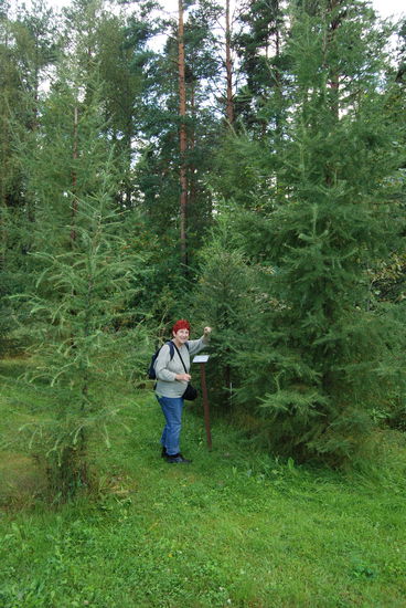 Ausstellung verschiedener Wald-Baum-Arten