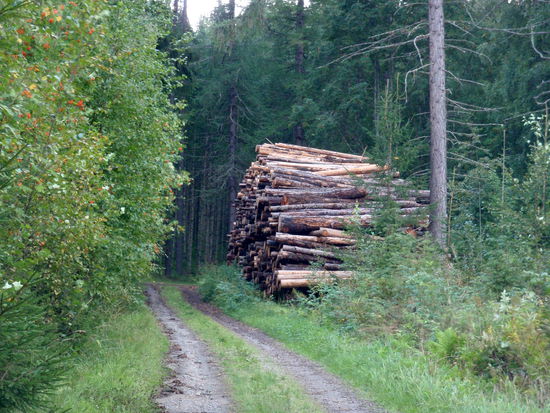 Weiterfahrt durch den Wald