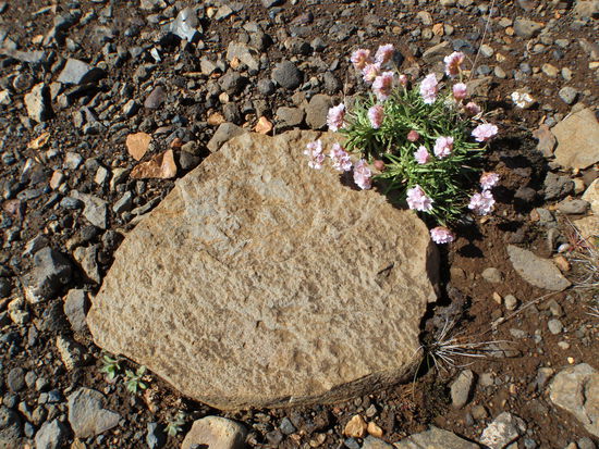 Grasnelken an Steinplatte