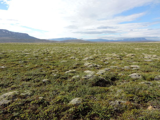 bewachsene Lavafelder