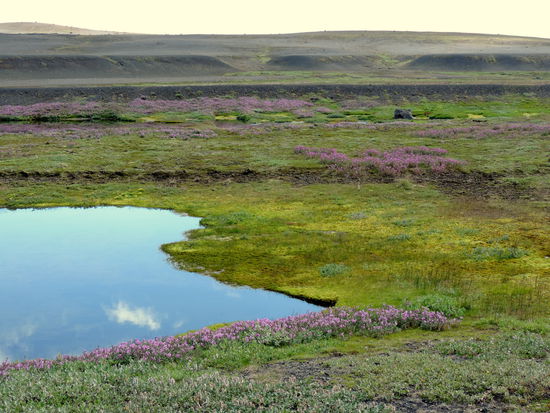 sahen wir oft am Wegesrand