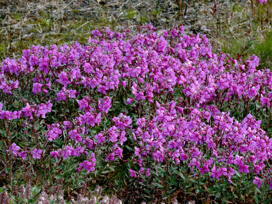 arktisches Weidenröschen