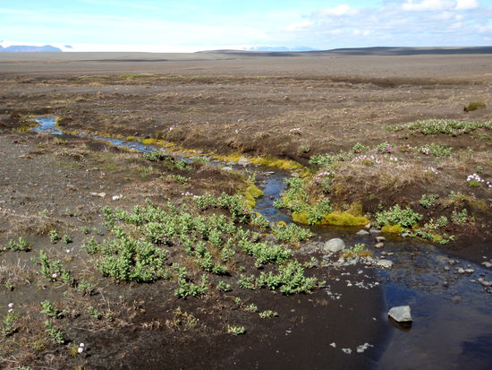 Weidenbewuchs am Bach