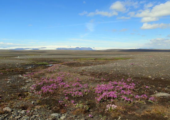 gab es neben Weidenröschen auch am Wegesrand