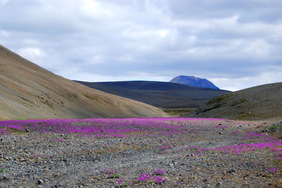 Weidenröschenfelder