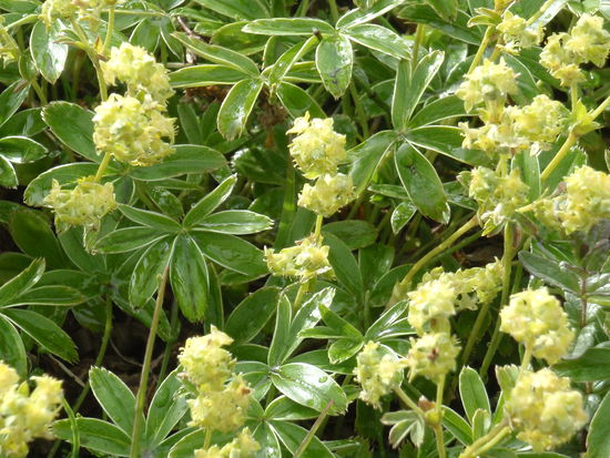 Alpen-Frauenmantel blühte