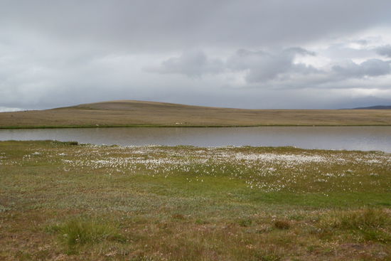 Wollgras am Ytra-Stafnsvatn