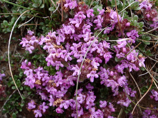 Thymian