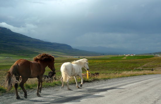 an der asphaltierten Staße 752 gab es viele Pferdehöfe