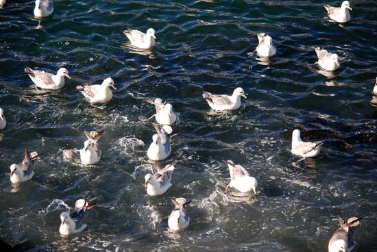 viele Eissturmvögel