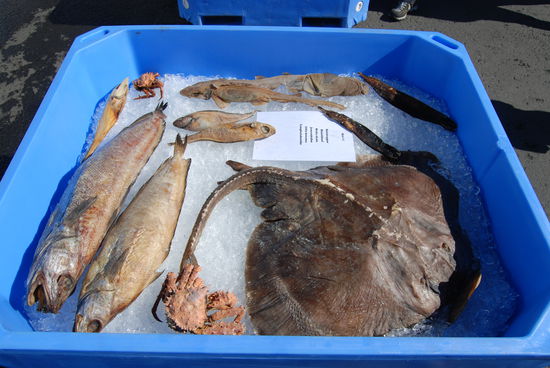 Fische, die hier gefischt wurden