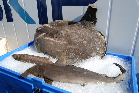 Mondfisch und Hammerhai