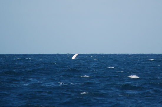 in der Entfernung winkte der Buckelwal mit der hellen Flosse