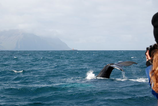 dicht vor dem Boot tauchte der Wal ab