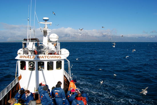 die Seevögel freuten sich über die Abfälle