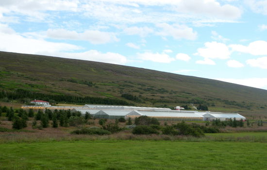 die Gewächshäuser von Heiðarbær