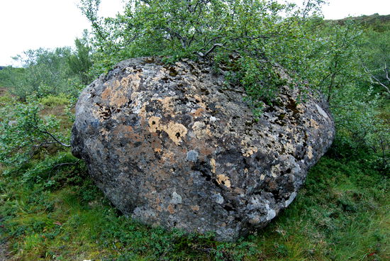 Flechten auf einem Stein, ein Zeichen für gute Luftqualität