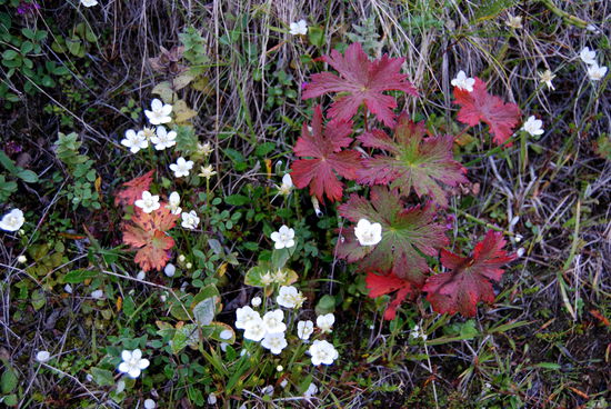 wird es denn schon Herbst?