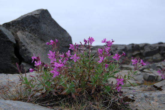 arktisches Weidenröschen im Basalt