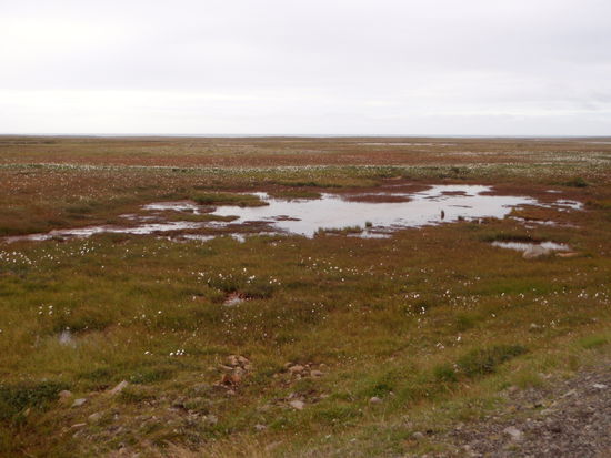 moorige Flächen mit Wollgras