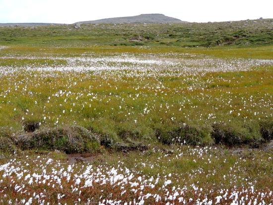 auf den Feuchtgebieten wuchs Wollgras