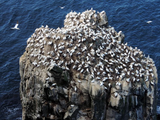 die Bastölpelkolonie