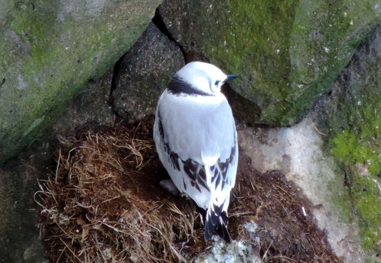 junge Dreizehenmöwe