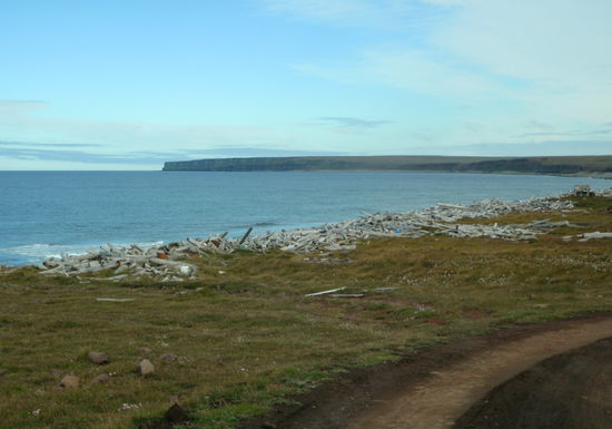 wieder viel Treibholz, das wohl aus Sibiren kommt