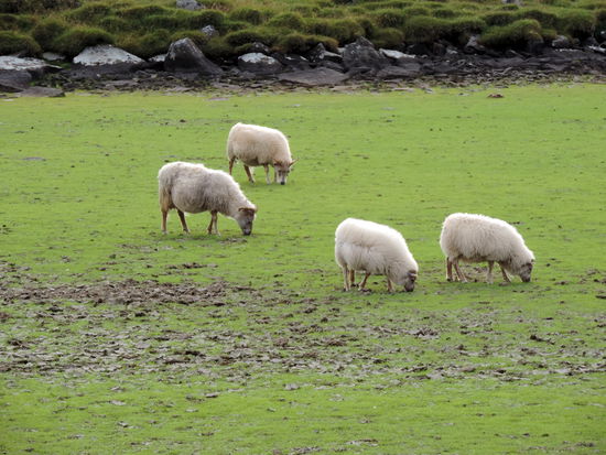 Schafe weideten hier auch