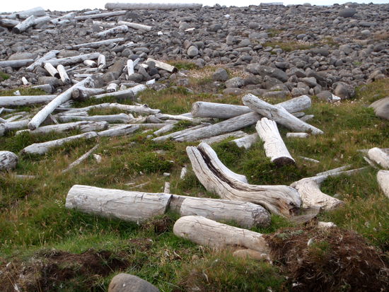 und wieder Treibholz