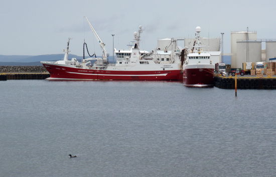 im Hafen von Þórshöfn sahen wir wieder