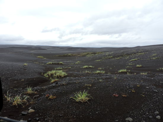 und einzelne Grasbüschel