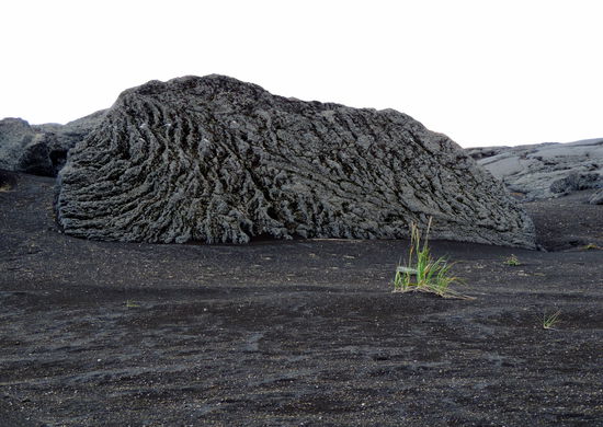 Grasbüschel als Blickfang